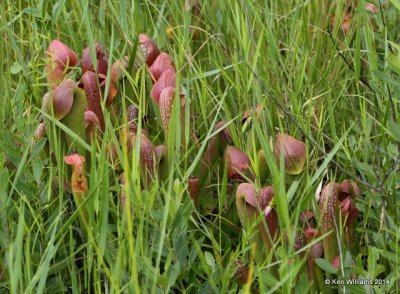 Sweet Pitcher Plant, Francis Marion National Forest, SC, 8-10-14,  Jp_020096.JPG