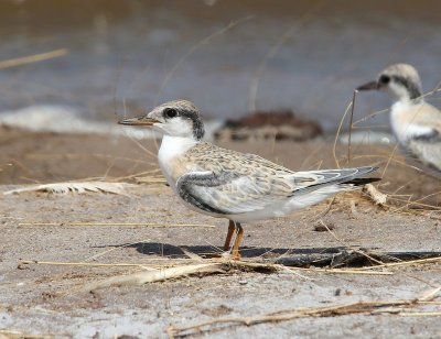 Least Tern - Interior juvenile, Salt Plains NWR, Alfalfa Co, OK, 9-5-14, Jp_18237.JPG