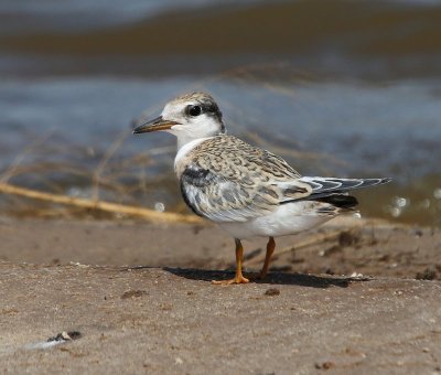 Salt Plains National Wildlife Refuge Sept 2014