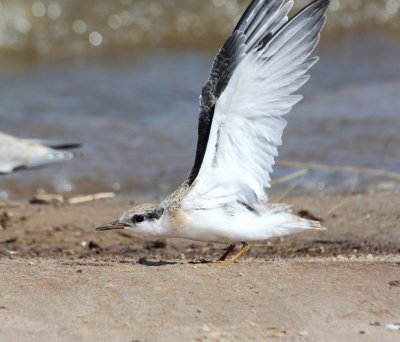 Least Tern - Interior juvenile, Salt Plains NWR, Alfalfa Co, OK, 9-5-14, Jp_18268.JPG