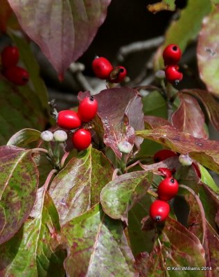 Flowering Dogwood, Nowata Co, OK, 10-28-14, Jp_21496.JPG