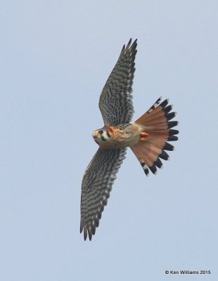 American Kestrel