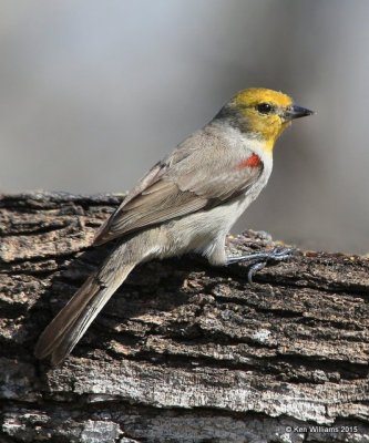 :Verdin: