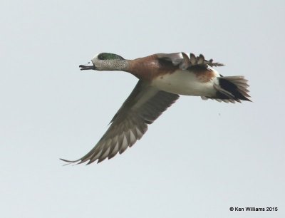 American Wigeon male, South Padre Island, TX, 02_21_2015_Jp_01897.jpg