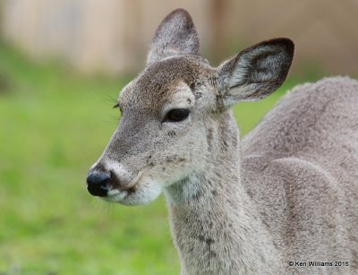 White-tailed Deer doe, Port Mansfield, TX, 02_23_2015_Jp_22990.JPG