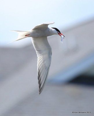 g9/98/983098/3/160260184.bN3VQ4YE.jpg