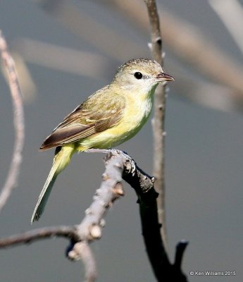 Bell's Vireo