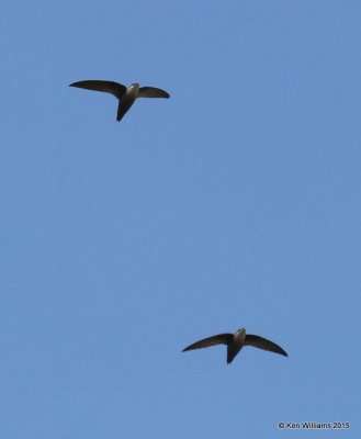 Chimney Swift, Rogers Co yard, OK, 5-2-15, Jp_28123.JPG