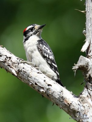 Downy Woodpecker male, Rogers Co, OK, 5-12-15, Jp_30299.JPG