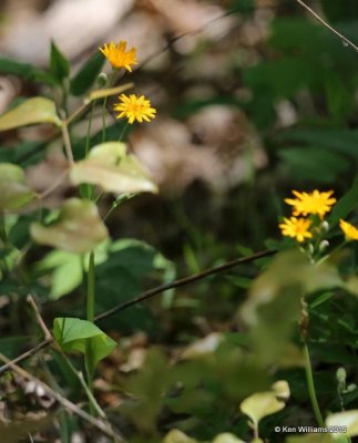 Two flower dwarf dandelion - Krigia biflora, Nickle Preserve, Cherokee Co, OK, 4-30-15, Jp_27555.JPG