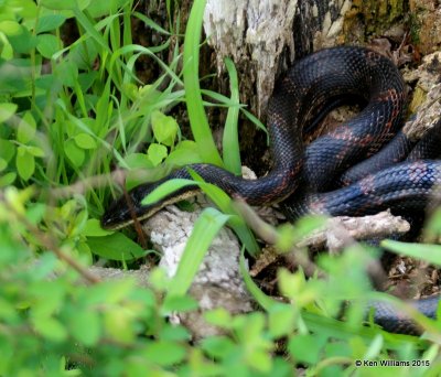 Black Ratsnake, Nowata Co, OK, 4-9-15, Jp_25575.jpg