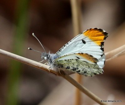 Falcate Orangetip male, Cherokee Co, OK, 3-30-15, Jp_25498.jpg