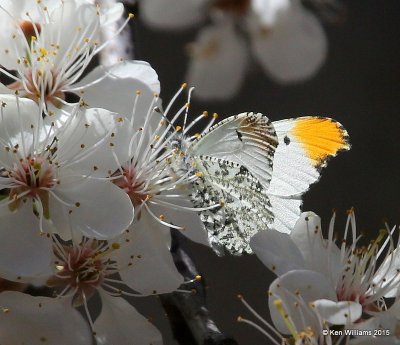 Falcate Orangetip male, Cherokee Co, OK, 3-30-15, Jp_25528.jpg