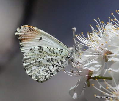 Falcate Orangetip male, Cherokee Co, OK, 3-30-15, Jp_25541.jpg