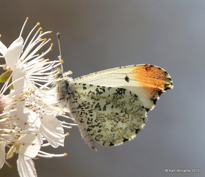 Falcate Orangetip male, Cherokee Co, OK, 3-30-15, Jp_25553.jpg