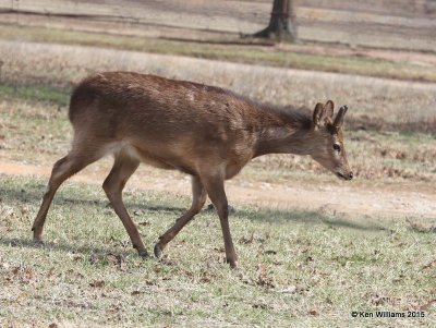 Fallow Deer, Woolaroc, Osage Co, OK, 3-14-15, Jpa_24713.jpg