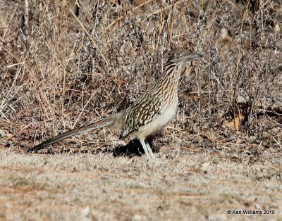 Greater Roadrunner, Alfalfa Co, OK, 2-6-15, Jp_22687.jpg