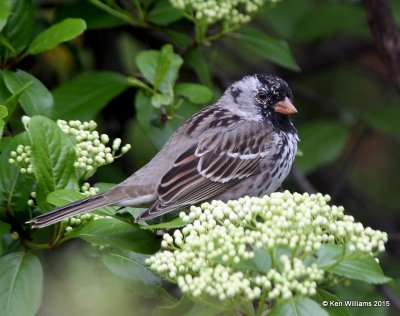 :Harris's Sparrow: