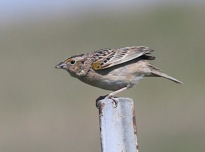 Grasshopper Sparrow, Tallgrass Prairie Preserve, Osage Co, OK, 5-1-15, Jp8_27702.JPG