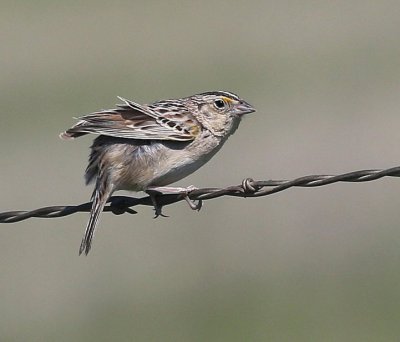 Grasshopper Sparrow, Tallgrass Prairie Preserve, Osage Co, OK, 5-1-15, Jp8_27733.JPG