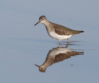 : Solitary Sandpiper :