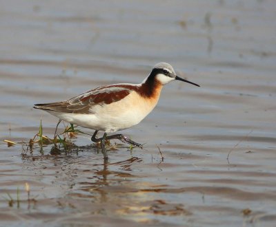 Wilson's Phalarope female, Tulsa Co, OK, 5-7-15, Jp8_28446.JPG