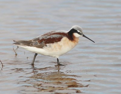 Wilson's Phalarope female, Tulsa Co, OK, 5-7-15, Jp8_28701.JPG