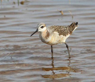 Wilson's Phalarope male, Tulsa Co, OK, 5-7-15, Jp8_28477.JPG