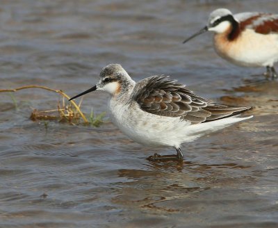 Wilson's Phalarope male, Tulsa Co, OK, 5-7-15, Jp8_28483.JPG