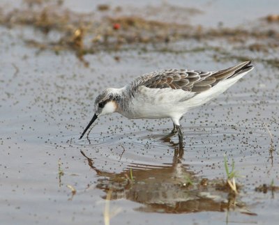 Wilson's Phalarope male, Tulsa Co, OK, 5-7-15, Jp8_28581.JPG