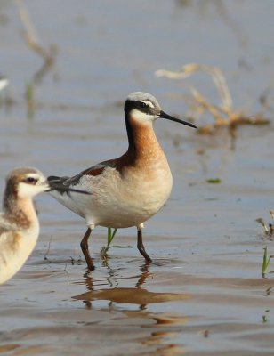 Wilson's Phalarope female, Tulsa Co, OK, 5-7-15, Jp8_28455.jpg