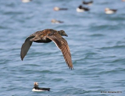 :Common Eider: