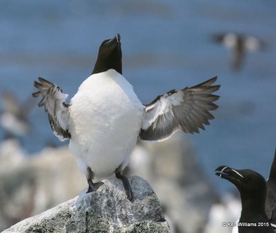 Razorbill, Machias Seal Island, ME, 7-12-15, Jpa_2027.jpg