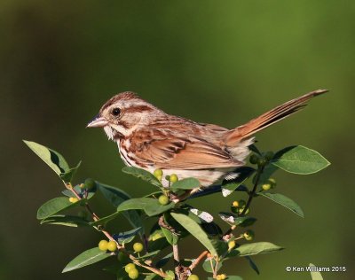 Song Sparrow, Calais, ME, 7-10-15, Jpa_0082.JPG