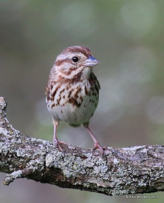 Song Sparrow, Hunnington, WV, 7-17-15, Jpa_2732.jpg