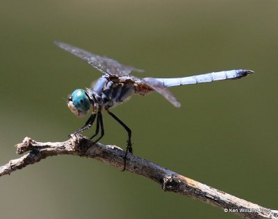 Blue Dasher, immature male, Sweeer Wtwatetland, Tucson, AZ, 8-24-15, Jp_2244.JPG