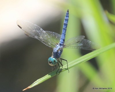 Blue Dasher male, Sweetwater Wetland, Tucson, AZ, 8-24-15, Jp_2239.JPG