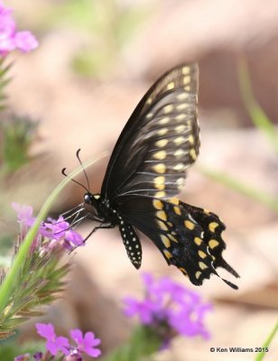 Black Swallowtail male, Portal, AZ, 8-15-15, Jpa_4637.jpg