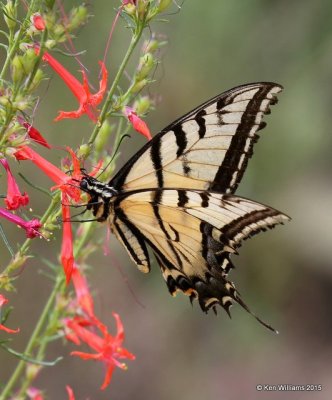 Two-tailed Swallowtail, Ruidoso, NM, 8-13-15, Jpa_4400.jpg