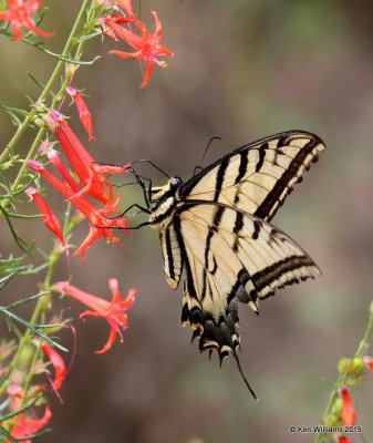 Two-tailed Swallowtail, Ruidoso, NM, 8-13-15, Jpa_4411.jpg