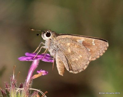 Toltec Roadside-skipper, Portal, AZ, 8-16-15, Jpa_6063.jpg