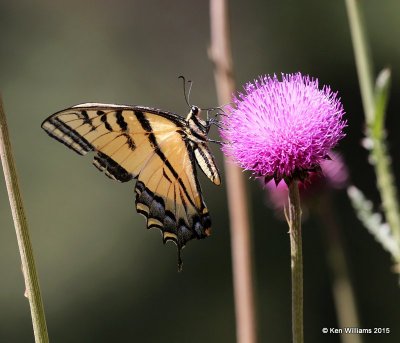 Two-tailed Swallowtail, Ruidoso, NM, 8-13-15, Jpa_4328.jpg