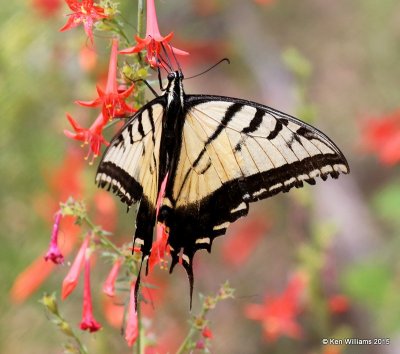 Two-tailed Swallowtail, Ruidoso, NM, 8-13-15, Jpa_4395.jpg