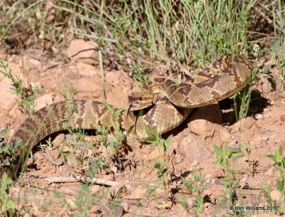 Black-tailed Rattlesnake, Paradise, AZ, 8-18-15, Jp2a_6910.jpg