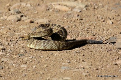 Black-tailed Rattlesnake, Paradise, AZ, 8-18-15, Jpa_6889.jpg