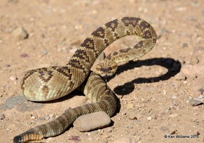 Black-tailed Rattlesnake, Paradise, AZ, 8-18-15, Jpa_6901.jpg