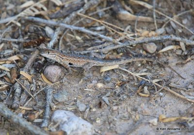 Common Side-blotched Lizard, Uta stansburiana, Sweetwater Wetland, Tucson, AZ 8-24-15, Jpa_2436.jpg