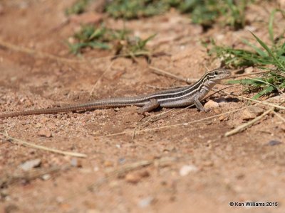 Desert Grassland Whiptail Lizard, Cnemidophorus uniparens, Ash Canyon B&B, Herford, AZ, 8-21-15, Jpa_9727.jpg