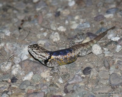 Desert Spiny Lizard, Sceloporus magister, Sweetwater Wetland, Tucson, AZ 8-24-15, Jpa_2617.jpg