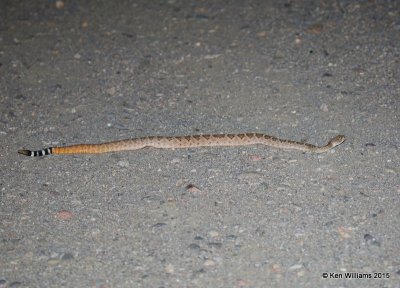 Western Diamondback Rattlesnake, Portal, AZ, 8-16-15, Jpa_5894.jpg